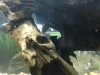 ImageUploadedByMonsterAquariaNetwork1395700235.721130.jpg