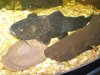 Black pseudopimelodus.JPG