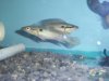 pike cichlids 007.jpg