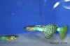guppy3.jpg