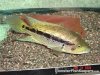 dovii ( wolf cichlid.jpg