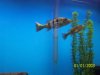 first_2nd_cichla.JPG first_2nd_cichla.JPG
