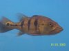first_cichla3.JPG first_cichla3.JPG