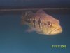 new_cichla2.JPG new_cichla2.JPG