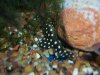SnowballPleco2.jpg