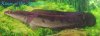 cobrasnakehead14inch2.jpg