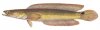 Snakehead_1251_68.jpg
