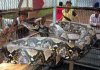 WorldsLargestSnake6.jpg WorldsLargestSnake6.jpg