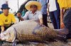 giant siamese carp.jpg