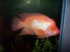 02_kyles_fish_023.jpg