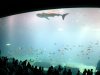 geo-whale-4.jpg