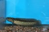 asiatica.male02.jpg