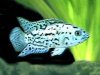 Blue Jack Dempsey.JPG Blue Jack Dempsey.JPG