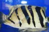 fish05.jpg