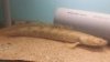 polypterus ansorgii.jpg