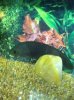 ImageUploadedByMonsterAquariaNetwork1396369952.669269.jpg