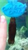 shark egg.jpeg shark egg.jpeg