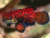 Mandarin_Fish red.jpg