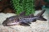 Catfish 1.jpg