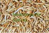 Mealworms Group.jpg