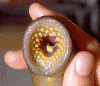 lamprey.gif