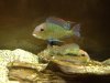 breeding tapajos holiding.JPG breeding tapajos holiding.JPG