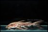 ImageUploadedByMonsterAquariaNetwork1397786378.223799.jpg