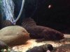 ImageUploadedByMonsterAquariaNetwork1397864192.386991.jpg ImageUploadedByMonsterAquariaNetwork1397864192.386991.jpg