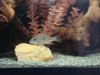 my cichlids 001.JPG