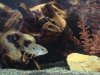 my cichlids 003.JPG