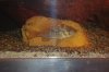 my cichlids 2 001.JPG