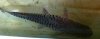 ImageUploadedByMonsterAquariaNetwork1397919664.287112.jpg