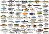monsterfish 5.jpg