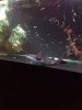ImageUploadedByMonsterAquariaNetwork1398098552.886978.jpg