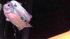 ImageUploadedByMonsterAquariaNetwork1398375476.741573.jpg