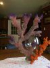 ImageUploadedByMonsterAquariaNetwork1398489302.566641.jpg ImageUploadedByMonsterAquariaNetwork1398489302.566641.jpg