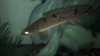 poly3.png