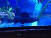 fish catfish 2.JPG