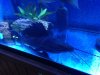 fish catfish 1.JPG