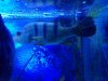 Fish kelberi 1.JPG