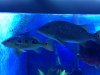 fish orino 2.JPG fish orino 2.JPG