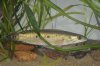 Snakeheads 007.JPG