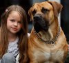 boerboel-nature.jpg