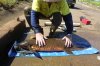 Large Lungfish.jpg