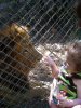 lion2.JPG