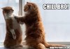 cat.jpg