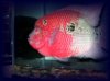 flowerhorn (1).jpg