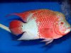 flowerhorn-16.jpg