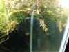 fish 008.jpg