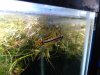 fish 039.jpg
